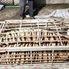 Bắc Giang: Bắt quả tang đối tượng tàng trữ cá thể hổ nặng 250kg