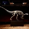 Hóa thạch xương khủng long Kỷ Jura có thể được bán gần 1,3 triệu USD