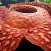 Loài hoa Rafflesia lớn nhất thế giới đứng trước nguy cơ tuyệt chủng
