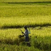 Chính phủ Indonesia tăng nguồn cung gạo nội địa để bình ổn giá 
