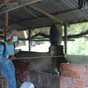 Khánh Hòa: Quyết liệt xử lý, khống chế dịch tả lợn châu Phi