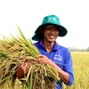 Cần Thơ thực hiện Đề án Phát triển bền vững 1 triệu hecta lúa chuyên canh chất lượng cao gắn với tăng trưởng xanh vùng Đồng bằng sông Cửu Long. (Ảnh: Thu Hiền/TTXVN)