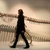 Các nhà cổ sinh vật học tin rằng Megalosaurus đi bằng hai chân. (Ảnh: PA/AP)