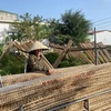Doanh thu của làng nghề bánh đa nem thôn Bình đạt hơn 30 tỷ đồng/năm. (Ảnh: Hữu Quyết/TTXVN)