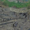 Đắk Nông: Hỏa hoạn lúc trưa 30 Tết thiêu rụi gần 7ha nương rẫy