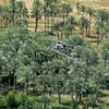 Iraq chống biến đổi khí hậu bằng cây cọ truyền thống. (Ảnh: AFP/TTXVN)