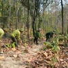 Lực lượng kiểm lâm Vườn Quốc gia Yok Đôn phối hợp với người dân nhận khoán tổ chức phát dọn đường băng cản lửa để phòng, chống cháy rừng trong cao điểm mùa khô. (Ảnh: Tuấn Anh/TTXVN)