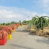 Các chuyên gia Việt Nam sẽ sang Argentina triển khai dự án hợp tác với tỉnh miền Bắc Misiones trong việc gieo trồng các giống cây thanh long, cam quýt và ổi. (Ảnh minh họa: Hoàng Nhị/TTXVN)