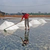Diêm dân ở làng nghề làm muối Tân Thuận vào mùa thu hoạch muối và thời gian này kéo dài khoảng 3 tháng. (Ảnh: Huỳnh Anh/TTXVN)
