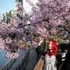 Người dân chiêm ngưỡng vẻ đẹp hoa anh đào tại Tokyo, Nhật Bản, ngày 11/3/2024. (Ảnh: AFP/TTXVN)