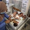 Nhân viên y tế chăm sóc các em bé sinh non được sơ tán từ bệnh viện Al Shifa tới bệnh viện ở Rafah, Dải Gaza, ngày 19/11/2023. (Ảnh: THX/TTXVN)