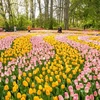 Hàng triệu bông hoa tulip rực rỡ đủ màu khoe sắc tại vườn Keukenhof. (Nguồn: Keukenhof)