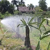 Nông dân tiết kiệm tối đa nguồn nước tưới tiêu để ứng phó hạn, mặn. Ảnh: Hữu Chí/TTXVN)
