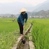 Nông dân xã Mường Than, huyện Than Uyên tận dụng mọi nguồn nước giúp lúa sinh trưởng tốt. (Ảnh: Nguyễn Oanh/TTXVN)