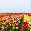 Mê mẩn với những cánh đồng hoa Tulip rực rỡ sắc màu ở Hà Lan
