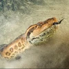 Rắn cổ đại Vasuki Indicus có thể là loài rắn lớn nhất hành tinh. (Nguồn: Alamy Stock Photo)
