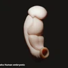 Hình ảnh 3D về phôi thai người khi được 3 tuần tuổi. (Ảnh: cults3d)