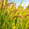 Con người bắt đầu trồng lúa khoảng 13.000 năm trước. (Nguồn: CFP)