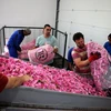 Công nhân dỡ các túi chứa cánh hoa hồng trên dây chuyền sản xuất dầu hoa hồng tại nhà máy chưng cất Terra Roza gần làng Sheynovo, Bulgaria, ngày 22 tháng 5 năm 2024. (Nguồn: Reuters)