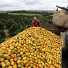 Công nhân chất cam lên xe tải tại một trang trại ở Limeira, Brazil năm 2012. (Nguồn: Reuters)