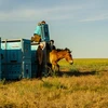 Ngựa Przewalski được thả tại thảo nguyên ở thị trấn Arqalyk, Kazakhstan, ngày 4/6/2024. (Ảnh: AFP/TTXVN)