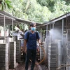 Hộ gia đình tại Khánh Hòa phun thuốc tiêu độc khử trùng ngăn chặn lây lan dịch tả lợn châu Phi. (Ảnh: Đặng Tuấn/TTXVN)