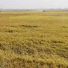 Thu hoạch lúa Đông Xuân 2023-2024 trên cánh đồng xã Tân Phú , huyện Thanh Bình, Đồng Tháp. (Ảnh: Nguyễn Văn Trí/TTXVN)