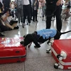 Chó nghiệp vụ đang kiểm tra một chiếc vali tại Sân bay Quốc tế Incheon, Incheon, ngày 25/7/2023. (Ảnh: Yonhap)