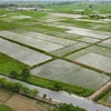 Diện tích lúa mùa tại xã Trung An (huyện Vũ Thư) bị ngập sâu. (Ảnh: Vũ Quang/TTXVN)