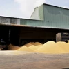 Công ty TNHH Dương Vũ (huyện Thủ Thừa, tỉnh Long An) thu mua lúa gạo để cung cấp cho các thị trường Trung Quốc, Philippines. (Ảnh: Hồng Đạt/TTXVN)