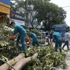 Phường Hoàng Liệt (quận Hoàng Mai) ra quân xử lý cây đổ do ảnh hưởng của con bão số 3 tại đường Ngọc Hồi. Ảnh: Minh Quyết - TTXVN