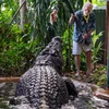 Cá sấu Cassius tại Khu bảo tồn Marineland Melanesia trên đảo Green gần Cairns, Australia, tháng 3/2023. (Ảnh: AAP)