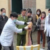 Hà Tĩnh bắt giữ xe khách vận chuyển 2 tấn thịt lợn thối