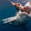 Australia lập khu vực “tiêu diệt” cá mập, bảo vệ du khách
