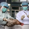 Trung Quốc phát hiện thêm ca nhiễm virus cúm H7N9