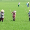 Xuất hiện sâu bệnh gây hại trên lúa Đông Xuân ở ĐBSCL