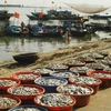 Khánh Hòa hạn chế các nghề khai thác hải sản ven bờ 