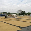 Sản xuất lúa Đông Xuân: Tránh "được mùa rớt giá" 