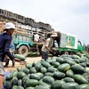 Người trồng dưa hấu ở Phú Yên lỗ nặng do mất giá