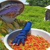 Giá ớt Bình Định tới 14.000 đồng mỗi kg, người trồng lãi lớn