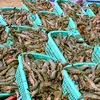Kiên Giang phát triển nuôi tôm ở vùng Tứ giác Long Xuyên