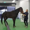 Australia khai trương bệnh viện hiện đại dành cho ngựa