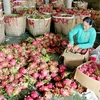 Giá các loại trái cây chủ lực của Tiền Giang đồng loạt giảm 