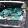 Quảng Ninh bắt giữ 220kg cá thể tê tê vận chuyển trái phép