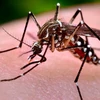 Guatemala ban bố báo động y tế vì virus Chikungunya