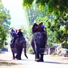 [Photo] Bảo tồn đàn voi ở Đắk Lắk - Việc làm cấp bách 