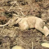 [Photo] Tiếng kêu cứu của đàn voi từ núi rừng Tây Nguyên