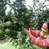 Chuyên canh cam Tam Đường giúp nông dân tăng thu nhập 