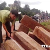 Liên tiếp bắt giữ các xe chở gỗ lậu tại Thừa Thiên-Huế