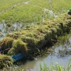 Mưa lũ và triều cường gây nhiều thiệt hại cho nông nghiệp ĐBSCL